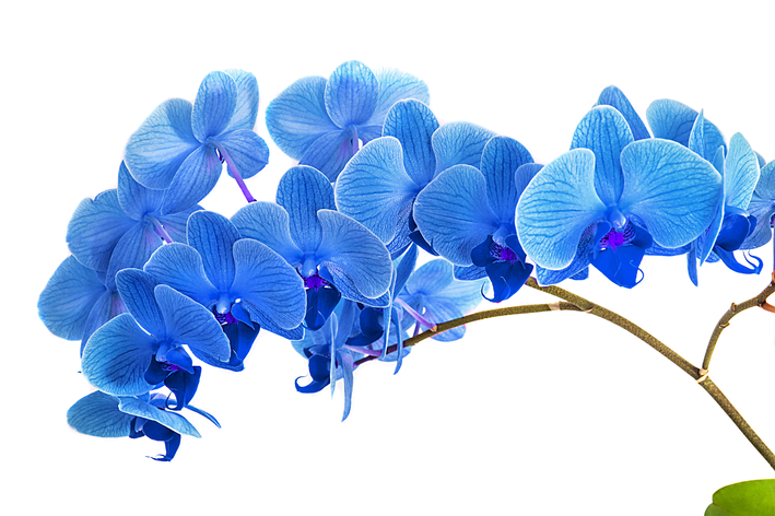 Orquídea azul: todos os segredos dessa flor exuberante | Blog da Cobasi
