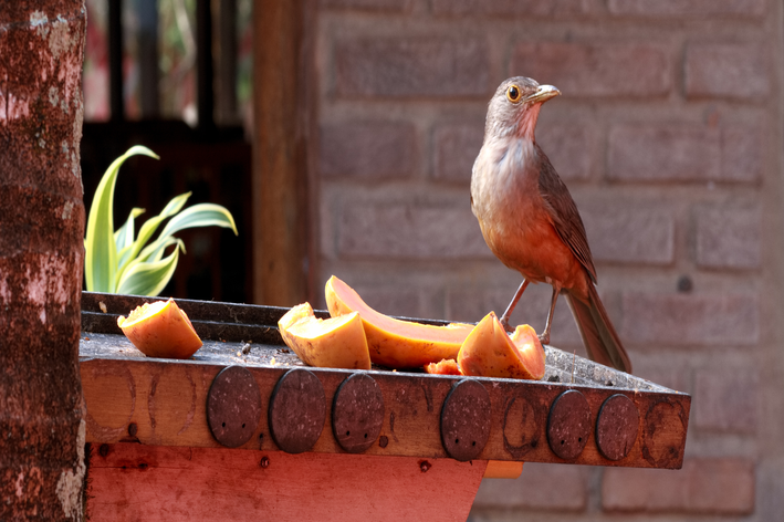 Canto de sabiá: aprenda tudo sobre o canto dessa ave | Blog da Cobasi
