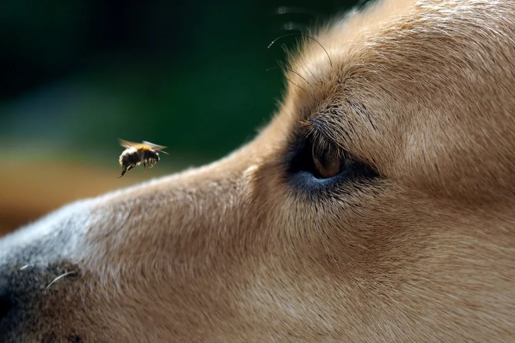 picada de abelha em cachorro 