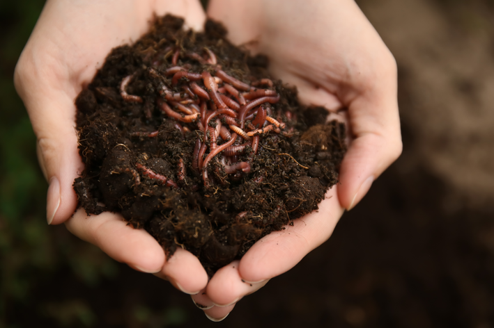 Qual a importância das minhocas para o solo? | Blog da Cobasi