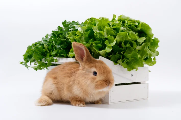 Por que coelho nao pode comer alface 
