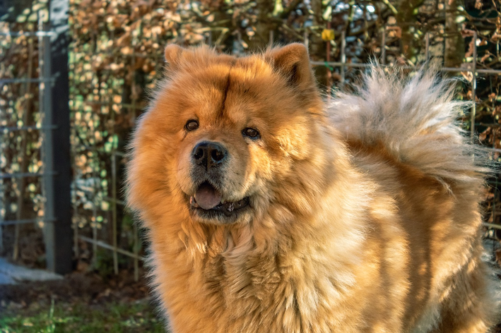 Cachorro mais bonito do mundo: conheça 9 raças - Blog da Cobasi