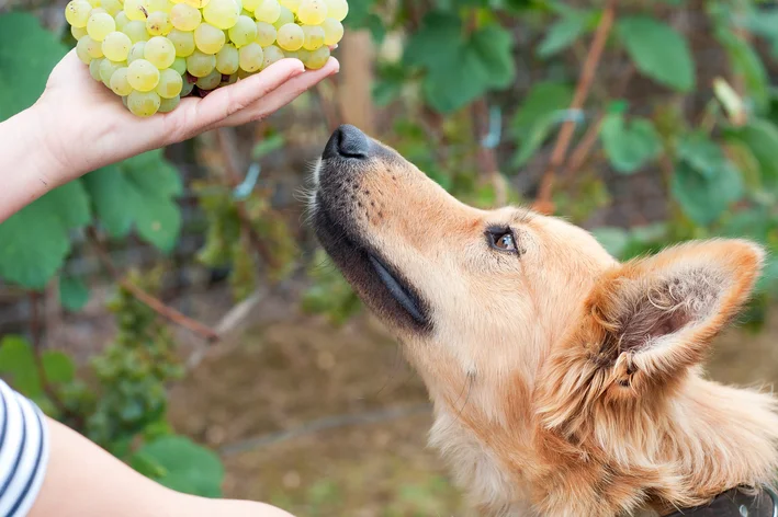 cachorro tentando comer uva