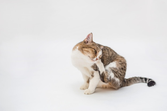 Gatos com caspa, Saúde do gato e cuidados