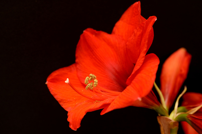 Amarílis: como cuidar da tulipa brasileira - Blog da Cobasi