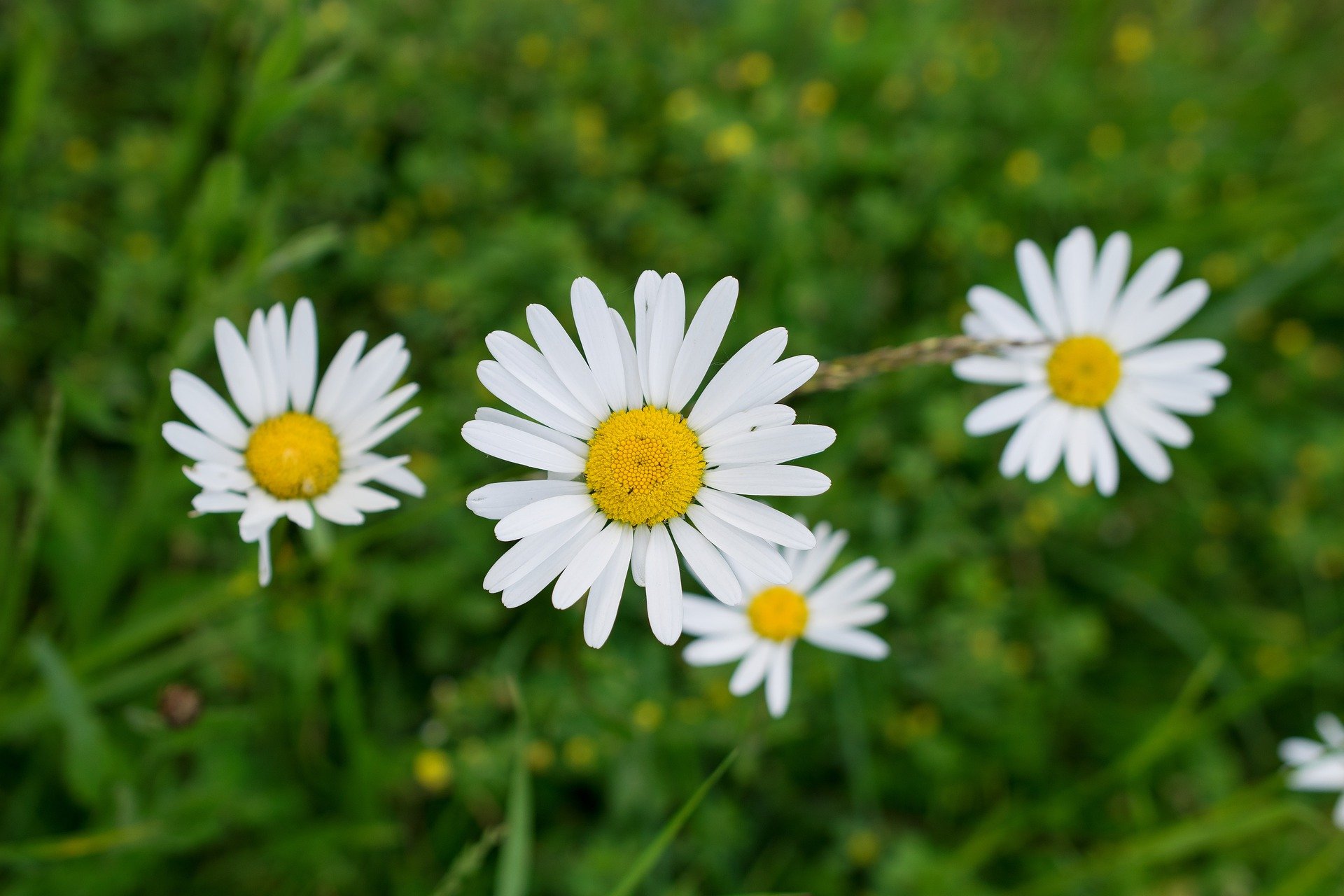 Flores de jardim: como escolher as melhores para a sua casa - Blog da Cobasi