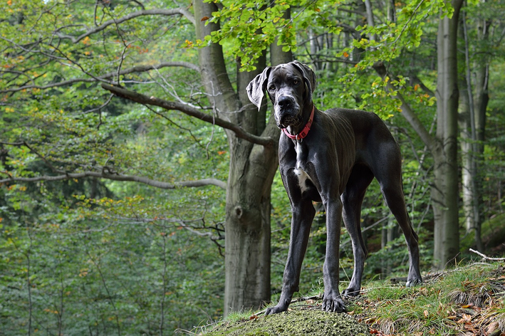 Dogue Alemão (Dinamarquês) - Guia sobre Raças de Cães