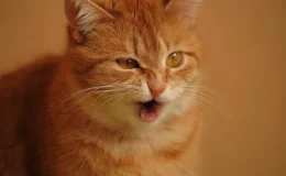 gato laranja espirrando