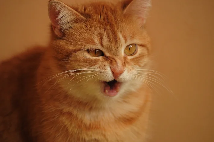 gato laranja espirrando 