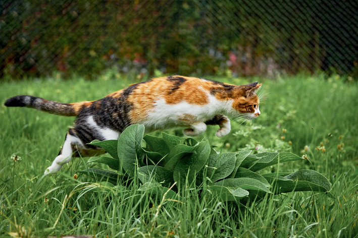 Gato pulando? Descubra 5 curiosidades sobre o salto dos felinos!