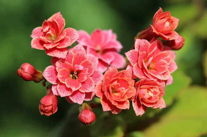 Kalanchoe: saiba como cuidar da flor da fortuna | Blog da Cobasi