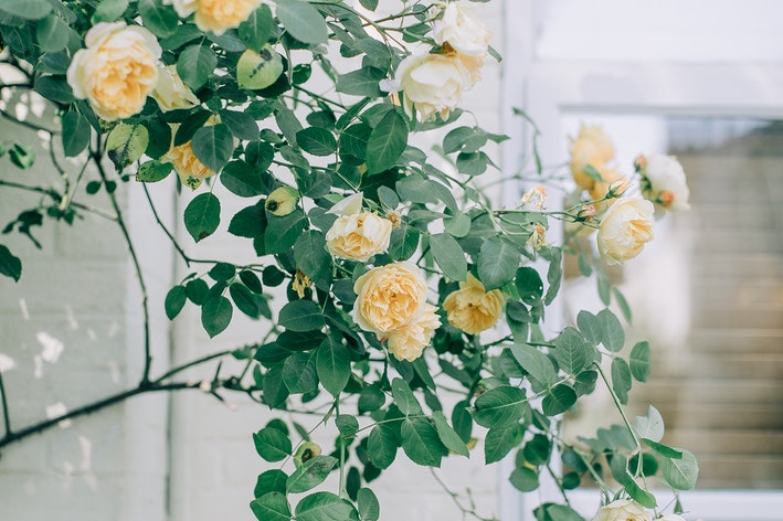 Mini rosas: como cuidar de roseiras | Blog da Cobasi