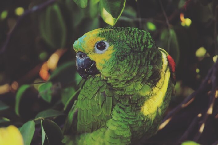papagaio no meio da vegetação