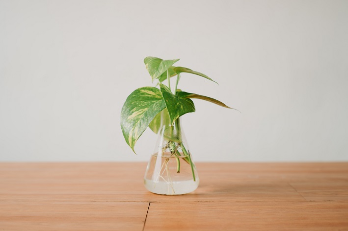 Conheça tudo sobre plantas na água - Blog da Cobasi