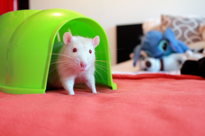 Tem um rato na minha casa! – Blog da Marilia.