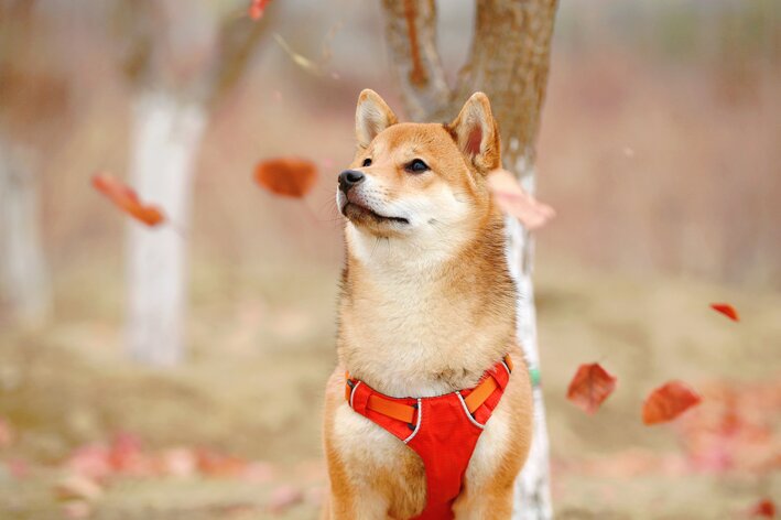 Qual o nome do seu cãozinho? - Hainu Canil - SHIBA INU