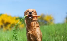 cachorro pode comer cenoura