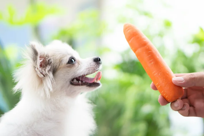 cachorro pode comer cenoura crua 