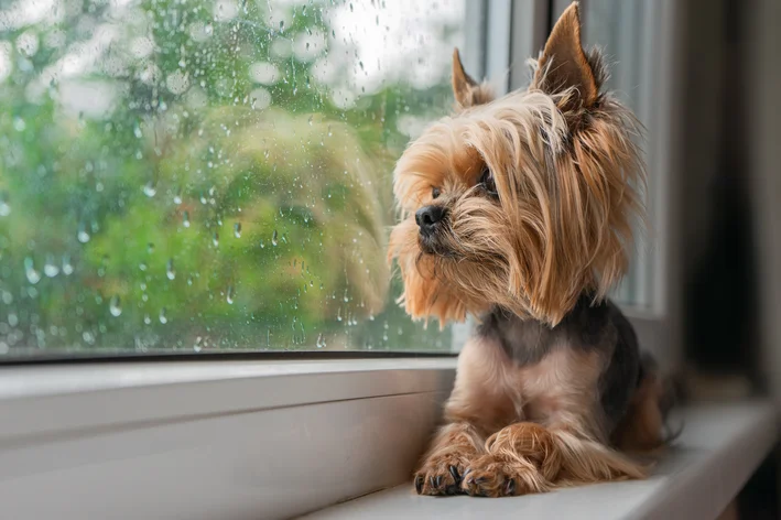 cachorro olhando na janela