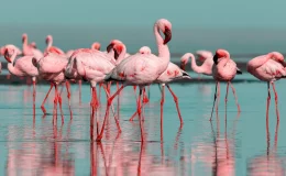 Flamingo rosa aves migratórias