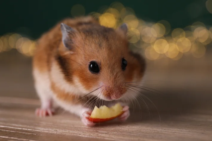 hamster pode comer maçã com casca