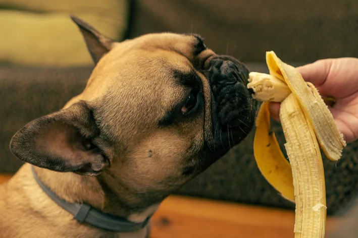 cão pode comer banana