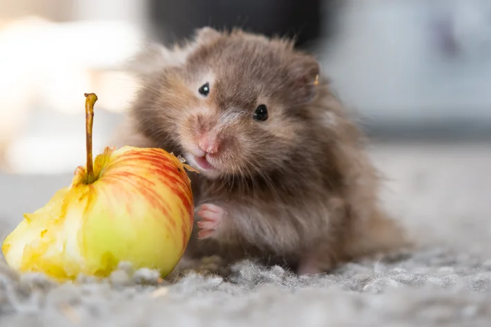 hamster pode comer maçã