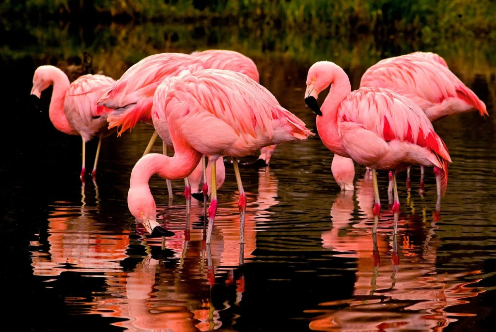 Por que os flamingos são cor-de-rosa