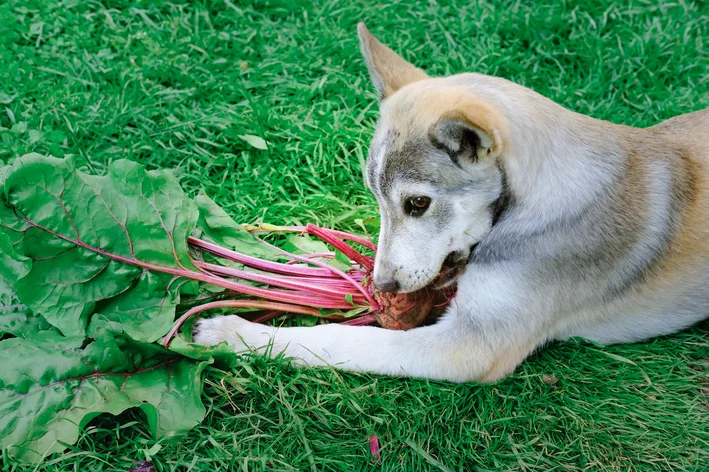 cachorro comendo beterraba
