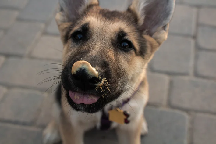 cachorro depois de comer pasta de amendoim