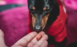 pessoa oferecendo amendoim para cachorro comer