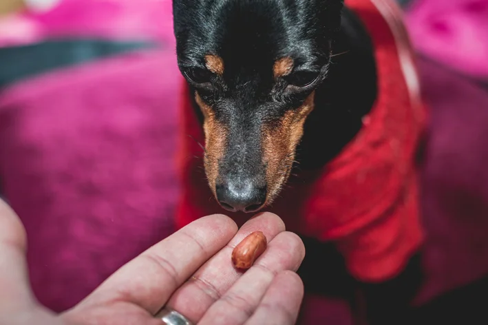 pessoa oferecendo amendoim para cachorro comer