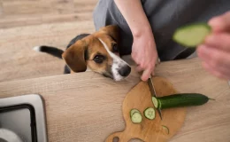 cachorro pode comer pepino