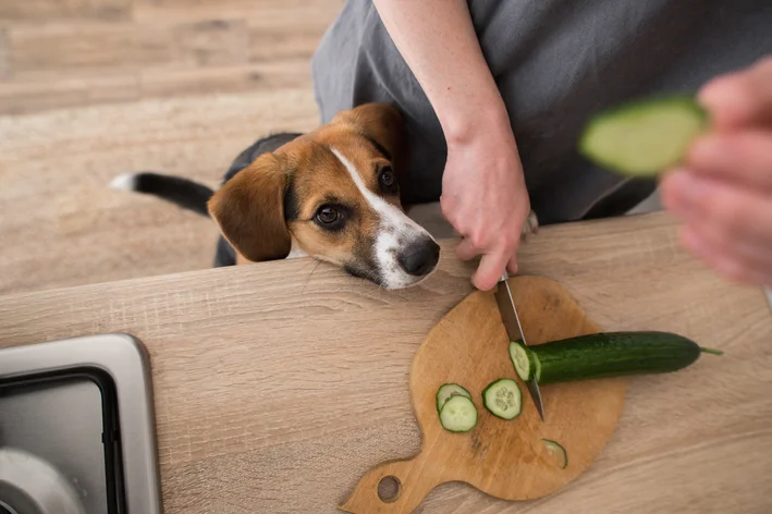 cachorro pode comer pepino