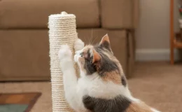 como fazer arranhador para gatos de sisal