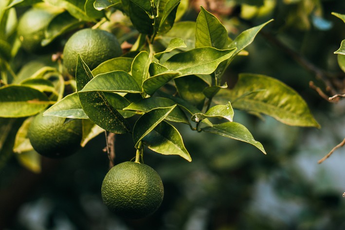 Como plantar limão em vaso e no jardim de casa - Blog da Cobasi