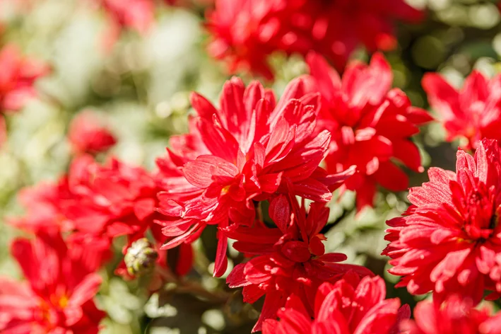 pétalas de crisantemo vermelho