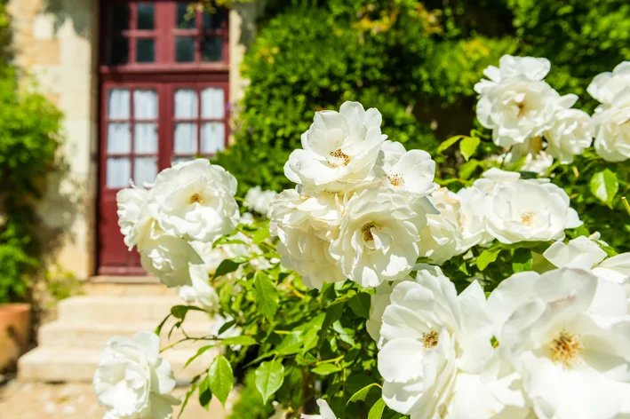 jardim com flores rosas brancas