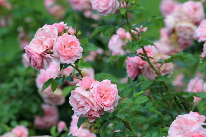 jardim com flores rosas brancas