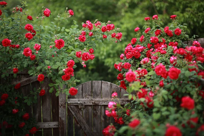 jardim com flores rosas vermelhas