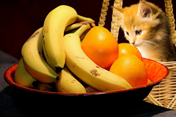 Gato pode comer banana? Descubra | Blog da Cobasi