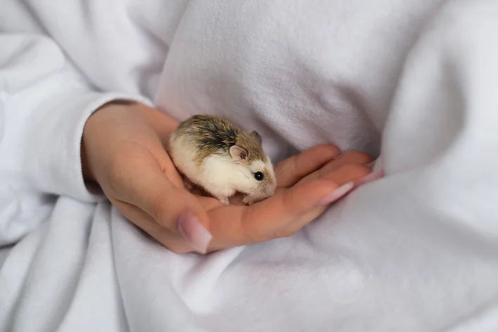 doenças comuns em hamster
