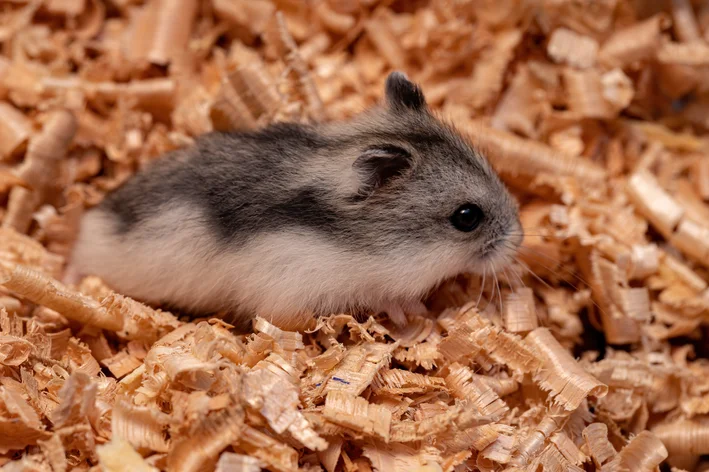 Hamster anão russo na serragem