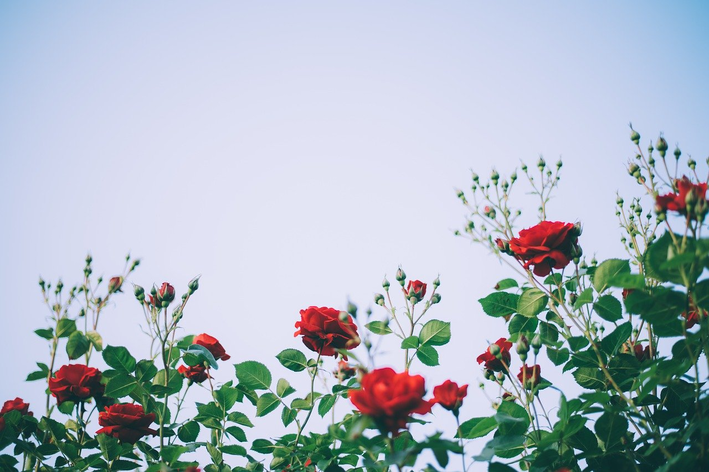 Conheça quatro flores coloridas para jardim | Blog da Cobasi