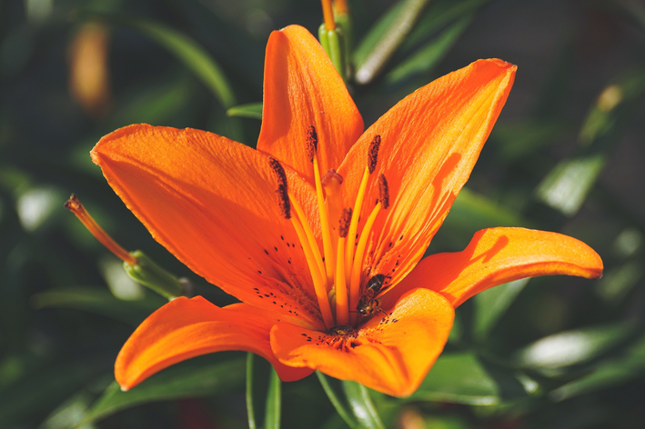Lírio laranja: cultive esta flor vibrante - Blog da Cobasi