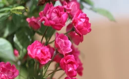 mini rosas cor de rosa no jardim