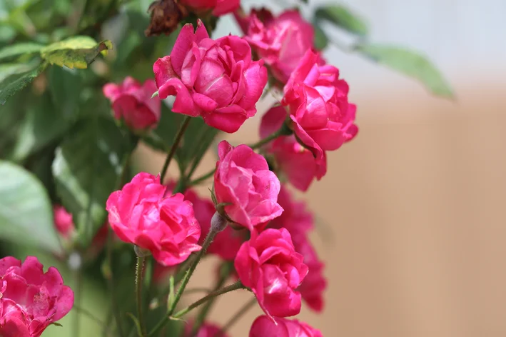 mini rosas cor de rosa no jardim