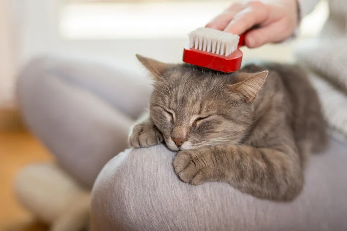 mulher escovando gato