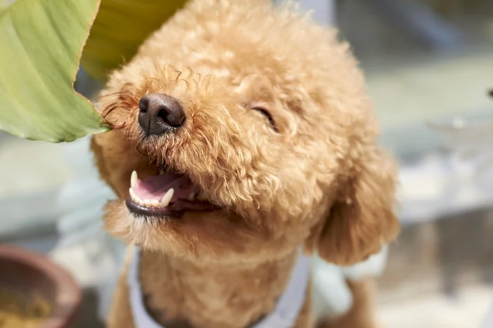 poodle feliz por ser o segundo cachorro mais inteligente do mundo