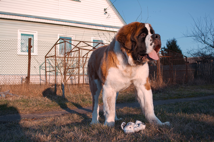 Cachorro gigante - Características e quais as maiores raças